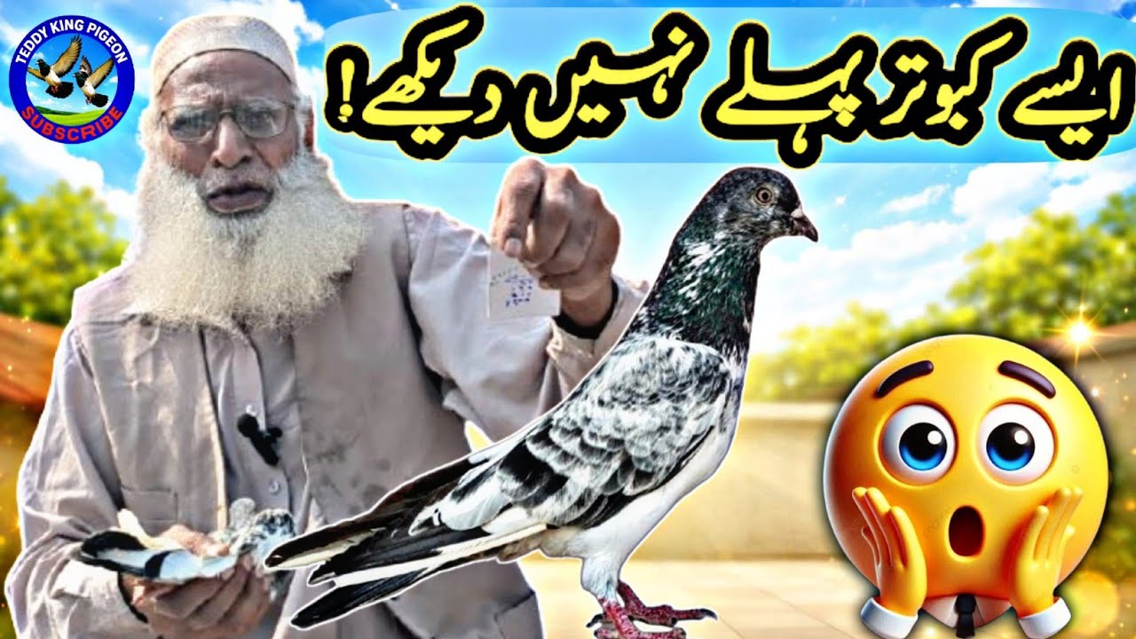 Rare Kabootar Show 🕊️ مسے جیلدار بٹیرے ڈب والے اور رام پوری ٹیڈی | Baba Zulfi | Teddy King Pigeon