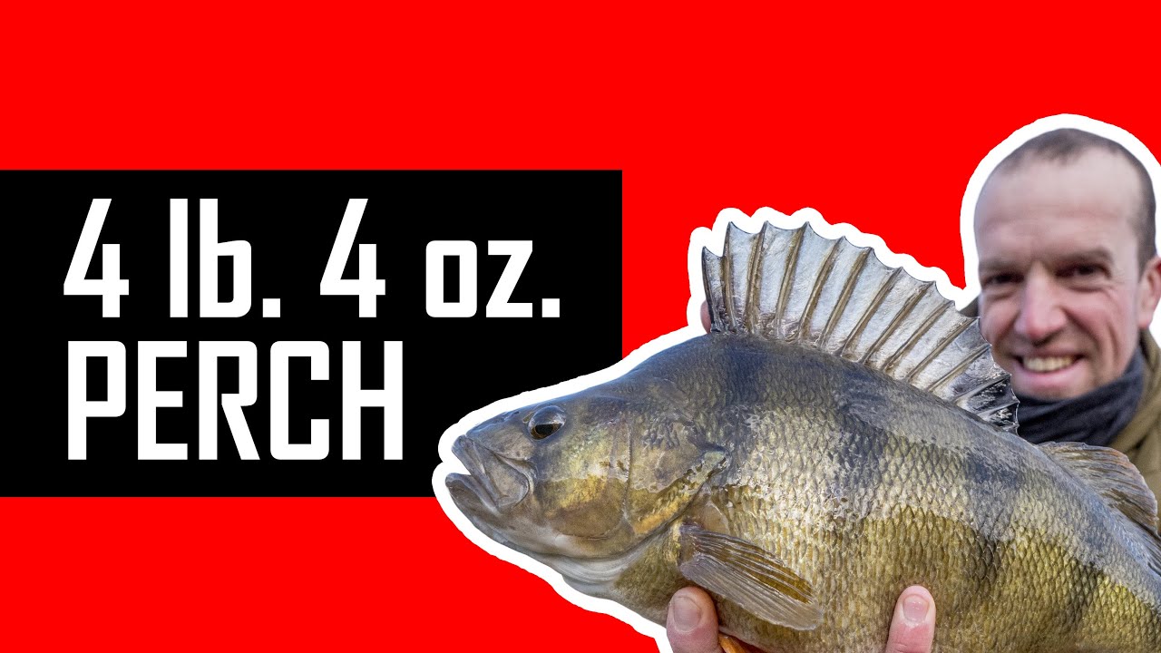 Q&A's and suggestions | Part 3 | 100 BIG PERCH CHALLENGE