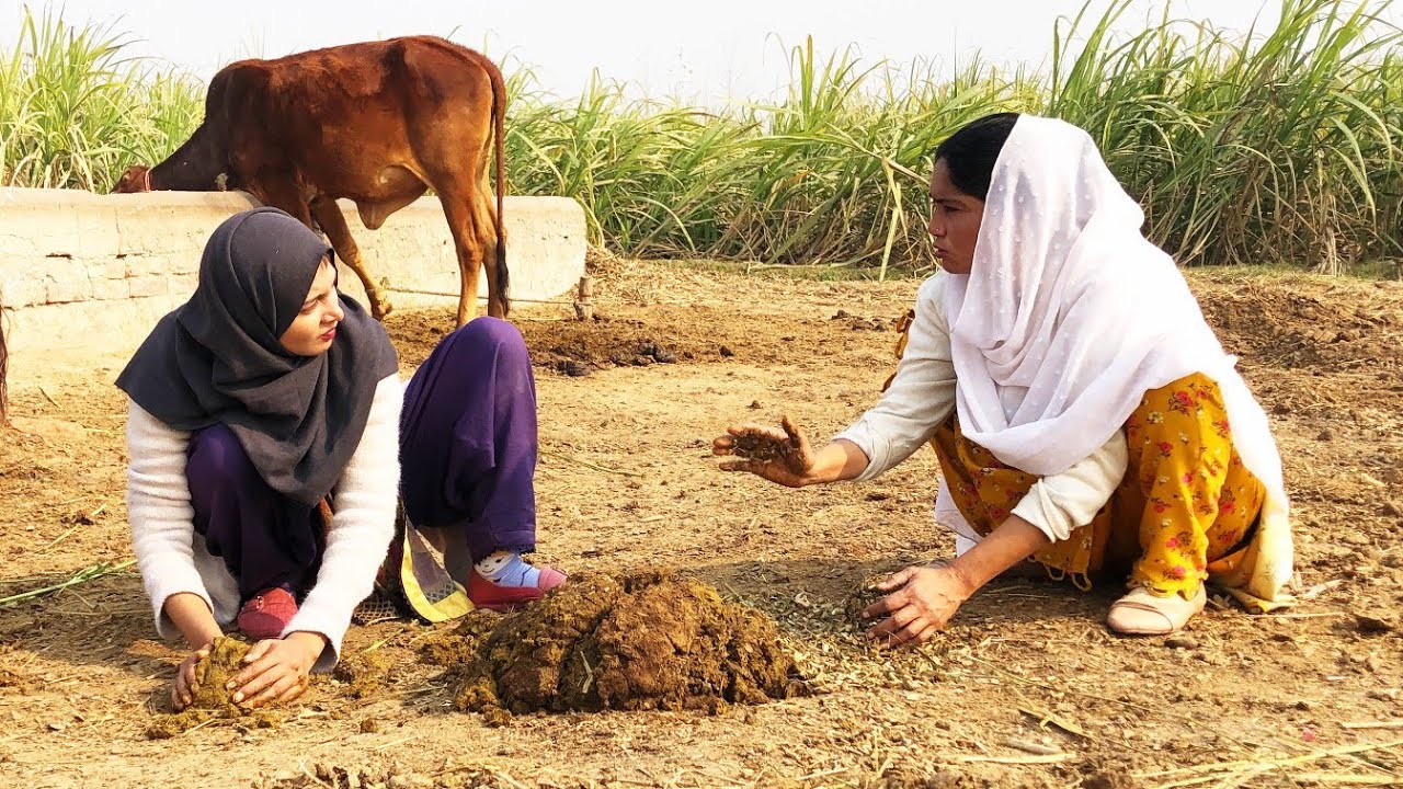 Bushra Malik & Fatima Rajput Making Traditional Cow Dung Cakes – Village Life Skills Revealed!