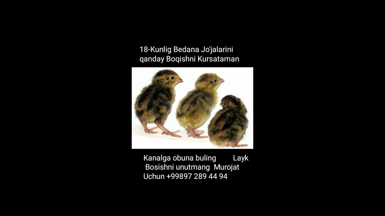 Бедана Бокиш. Bedana Jo'jalarini Boqish 18-Kunlig Bedana Jo'jalarini qanday Boqishni Kursataman