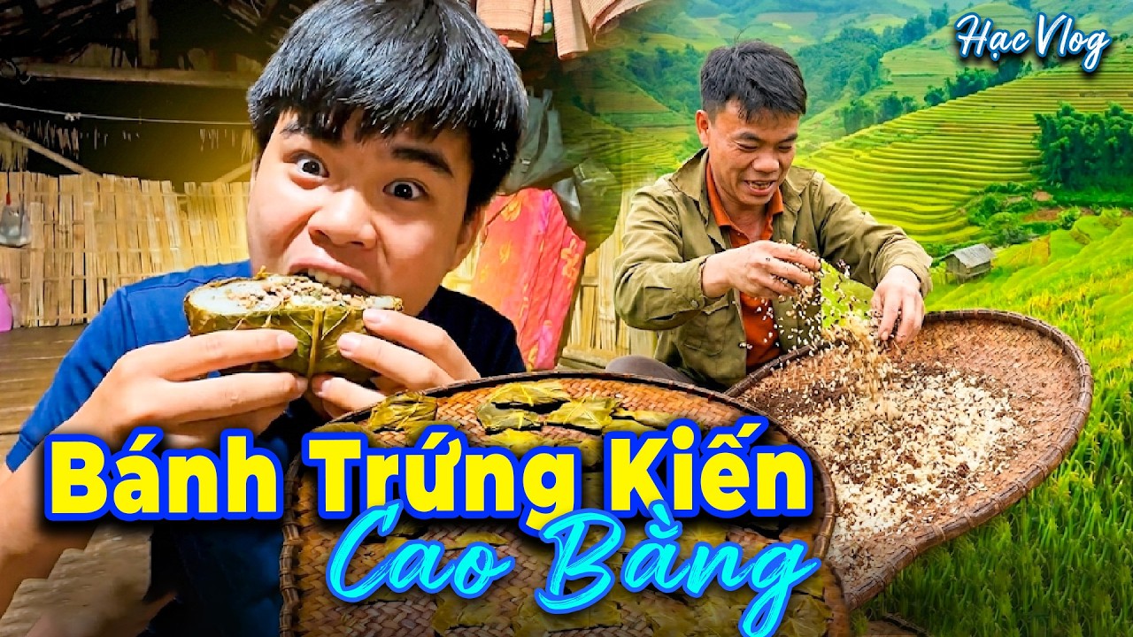 Đi Săn Tổ Kiến Khổng Lồ V&agrave; L&agrave;m B&aacute;nh Trứng Kiến Cao Bằng Đặc Sản - Hạc Vlog