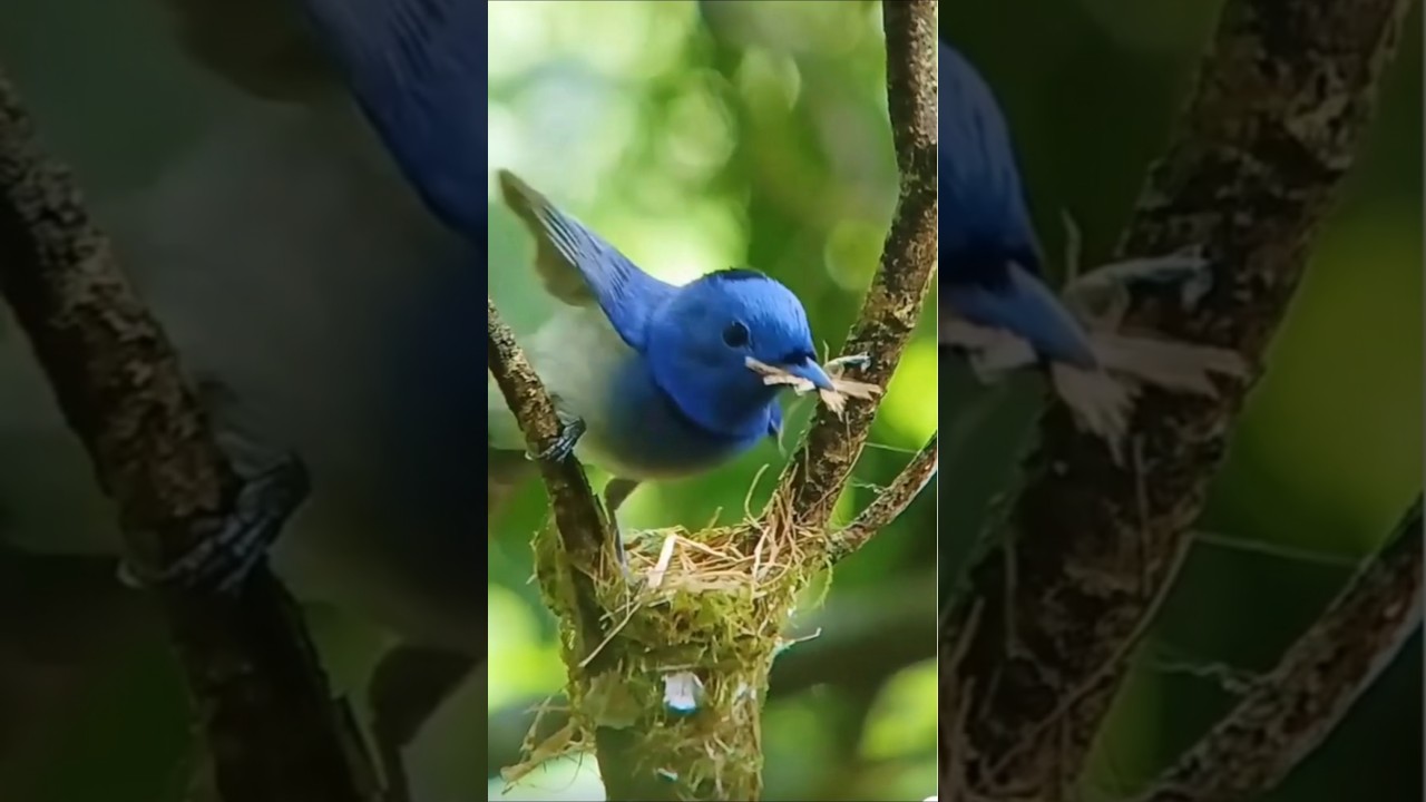 Nature&rsquo;s Skilled Nest Builder 🐦🏗️ | Black-naped Monarch #birds #nestbox #birdsnest
