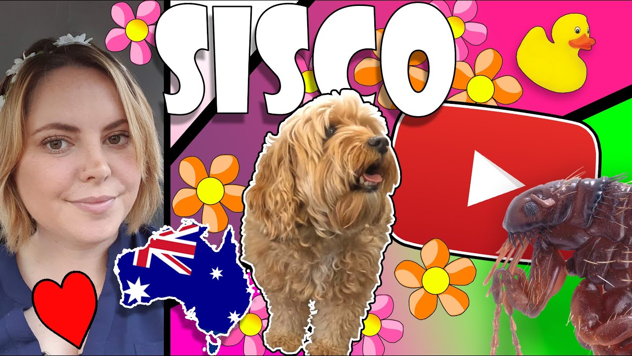 Beautiful Cavoodle Doggy Groom.... Oh wait... FLEAS!!