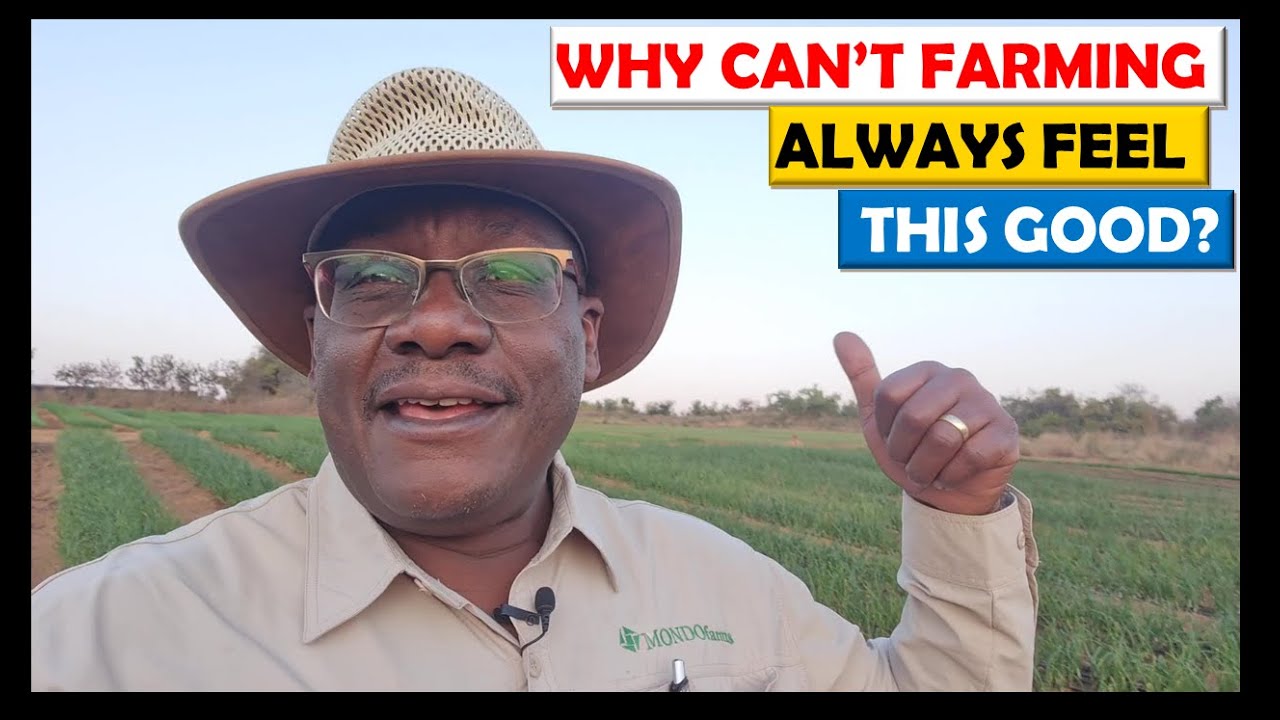 Onion Farming in Zambia: 2022 Update 7 (July 16): Impressive Texas Grano progress at Westgate