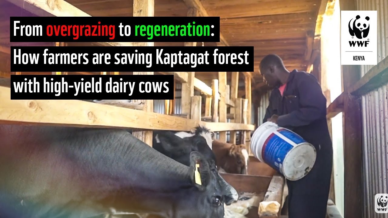 From overgrazing to regeneration: How farmers are saving Kaptagat forest with high-yield dairy cows