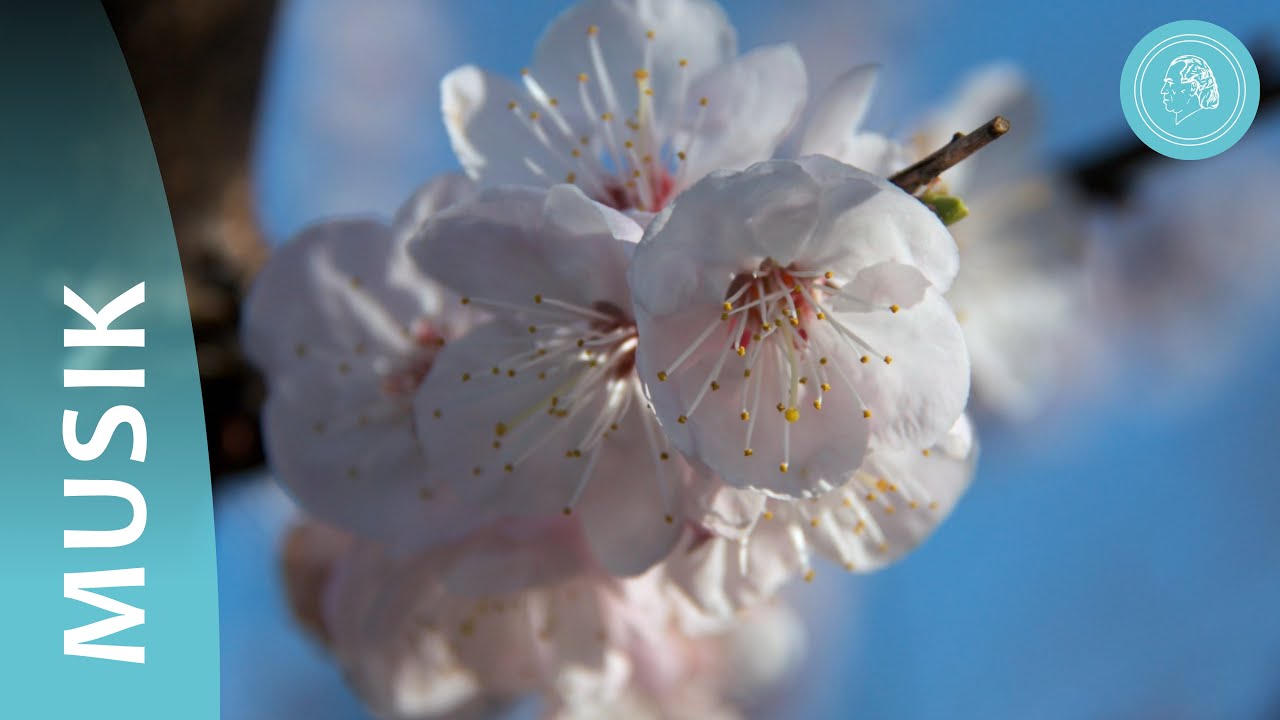 Frühlingserwachen – Das Emporstreben der Natur – Fotos und Orchestermusik von Bruno Gröning-Freunden
