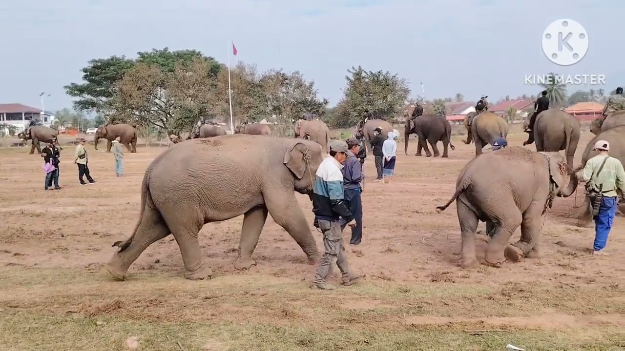 ฝึกช้างเตียมงานช้าง​ แขวงไชยะบูลี​ สปปลาว