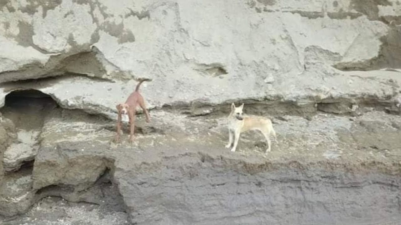 Caen 2 perritos a socavón y piden rescate: “no merecen morir así”