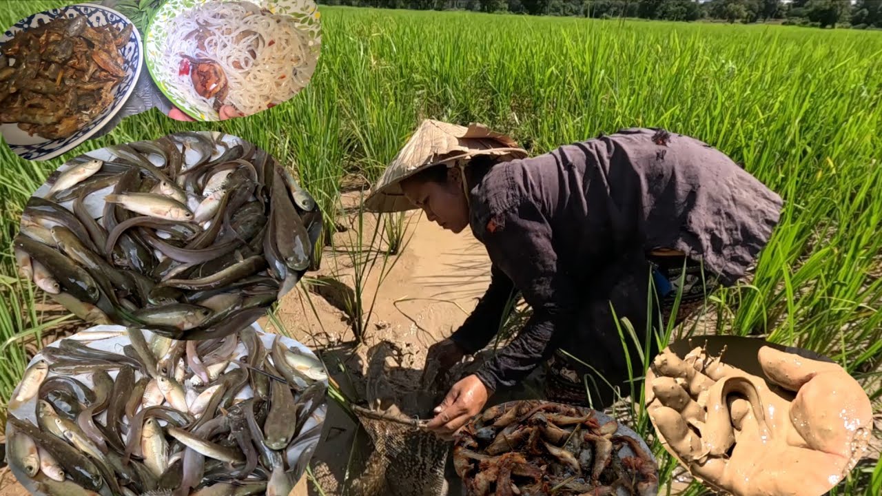 จับปลาน้ำข้อน//ຈັບປານ້ຳຂ້ອນ