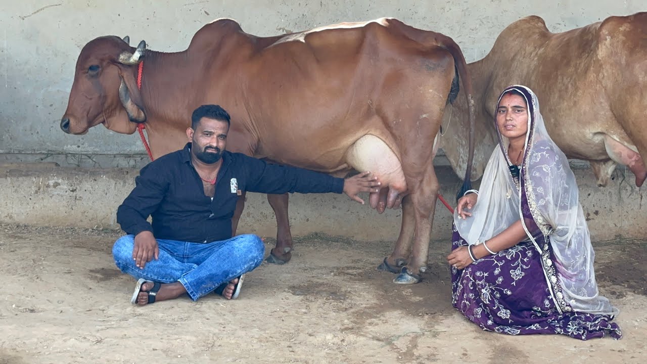 राजस्थान की सबसे सस्ती गिर गाय से खरीदें गुजरात की टॉप गिर गाय 20 लीटर दूध देने वाली