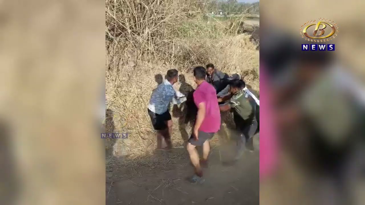 पाण्याच्या शोधात आलेला आठ गव्यांचा अख्खा कळप पडला उंदरवाडीच्या उजव्या कालव्यात