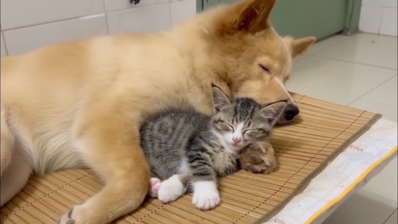 The Way This Cat Relies on His Dog Will Melt Your Heart