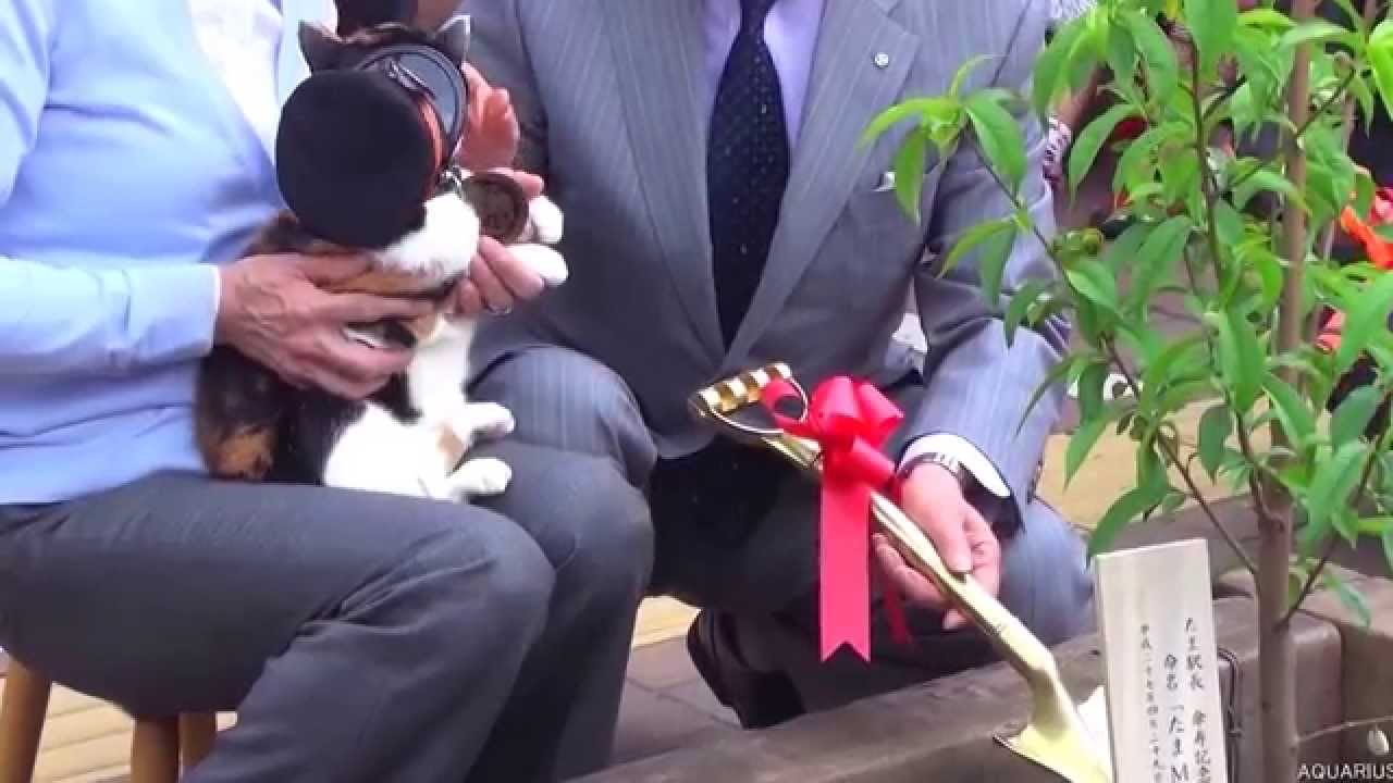 貴志川線 貴志駅たま駅長１６歳の誕生日　傘寿のお祝いです．２０１５年４月２９日