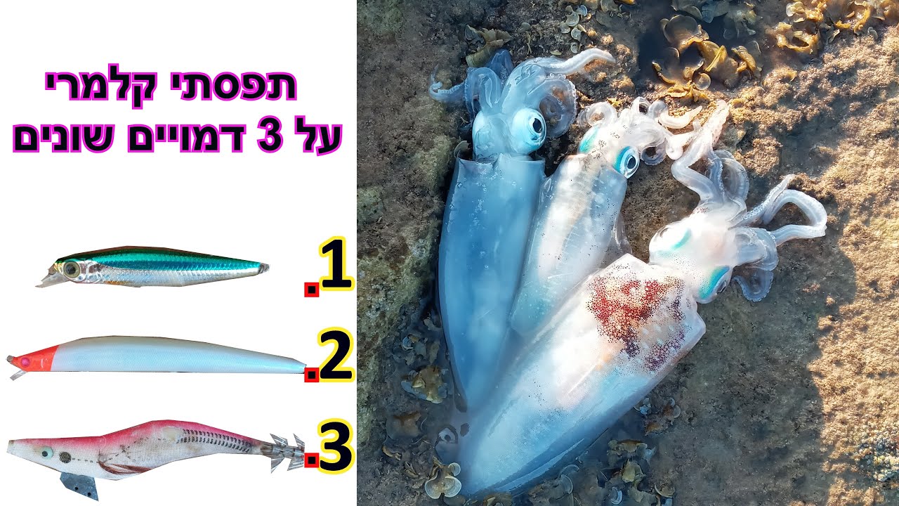 דייג בים אוקטובר 2020 קלמרי בים מושלם fishing squid fish