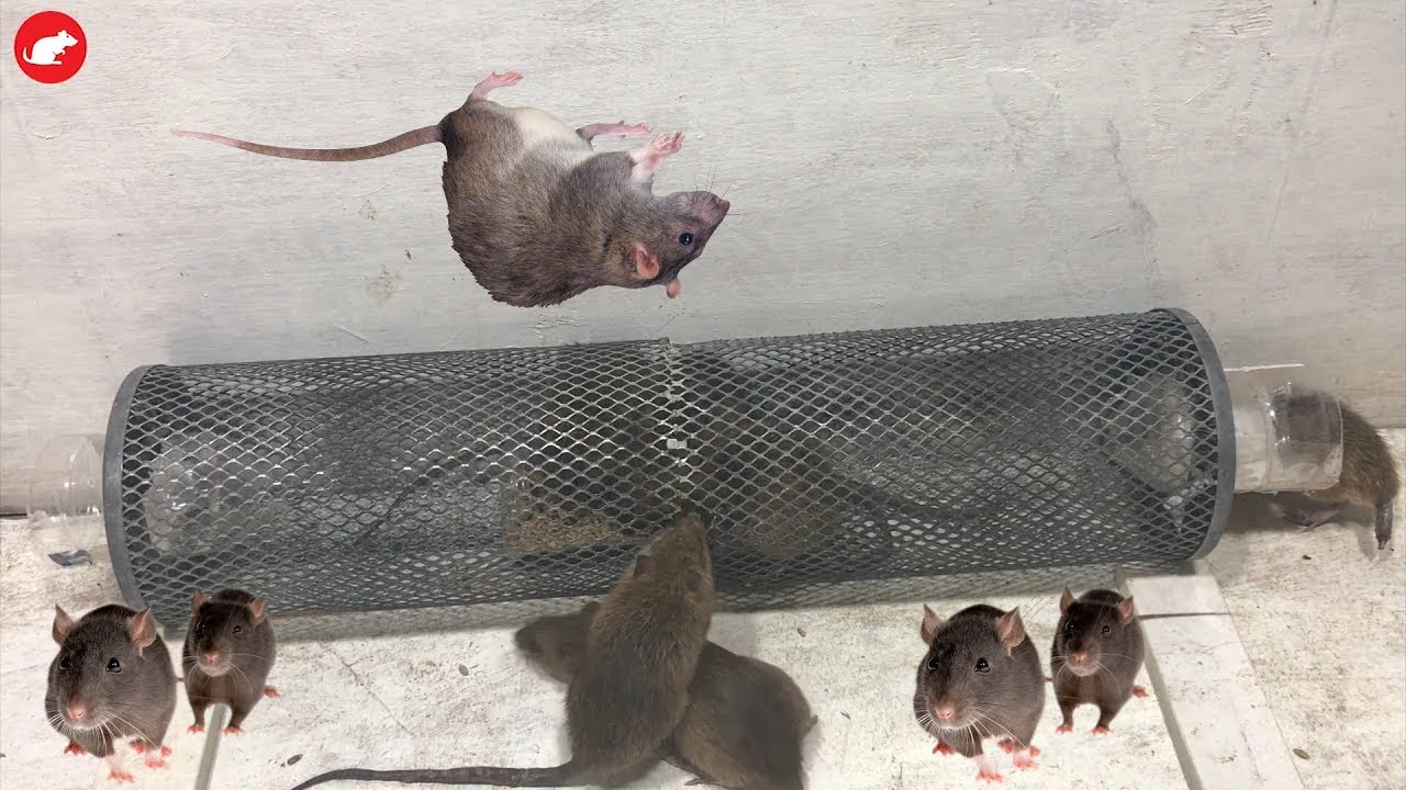 Mouse/Rat Trap/HomeMade Mouse Trap Work Easy Saving A lot Of Mice/Glue Trap