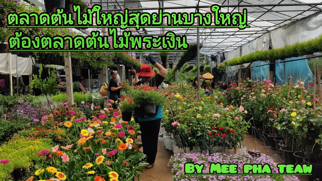 ตลาดต้นไม้ใหญ่สุดย่านบางใหญ่ ต้องตลาดต้นไม้พระเงิน#meephateaw 