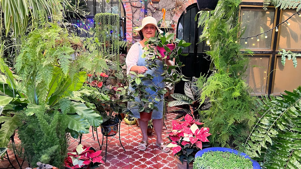 Preparación muy Efectiva para Hoya Carnosa, Planta de Cera o Flor de Cera 👌