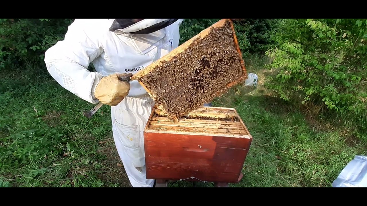 Début Traitement sur certaines colonies 👍🤧