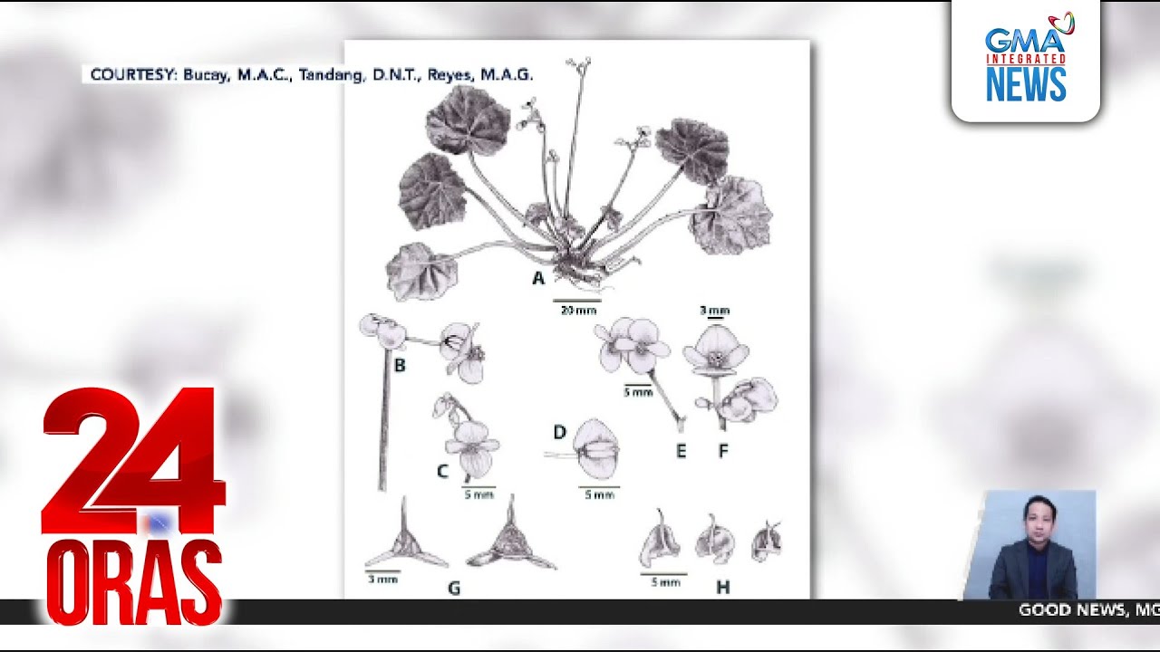 Bagong species ng Begonia, nadiskubre sa Ilin Island sa Occidental Mindoro... | 24 Oras