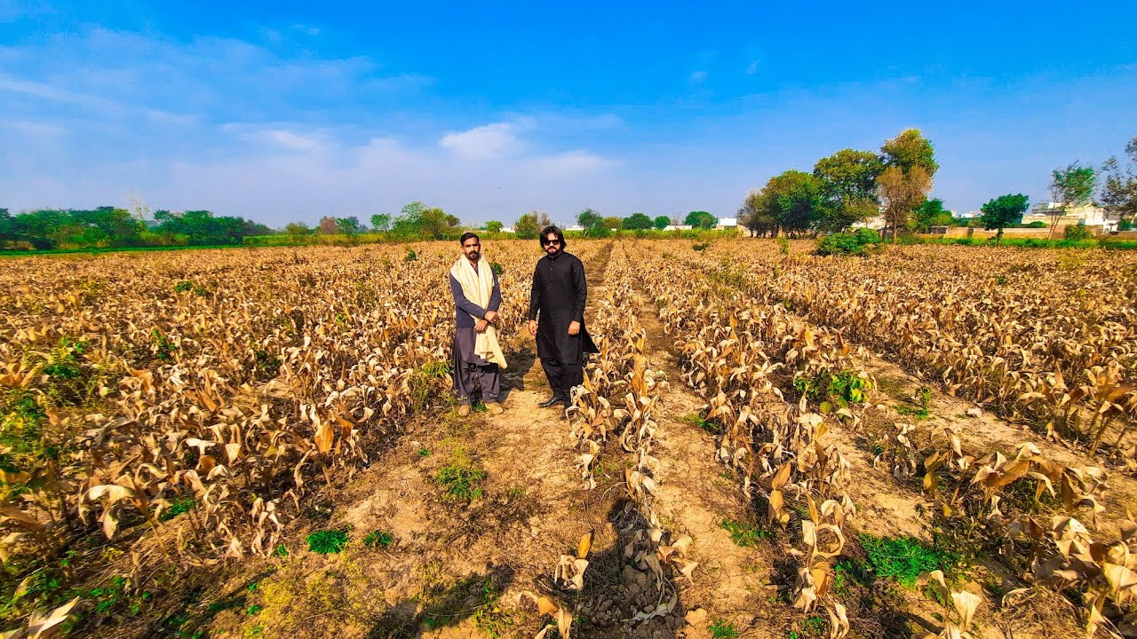 Turmeric / Haldi Q Lagani Chahiye, Profit Kitna Hai, Lagane Ka Tariqa Kya Hai, Chak Basawa M.B.Din