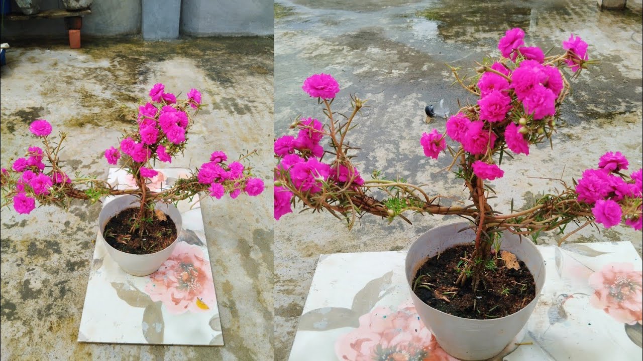यह डिज़ाइन बनाना आसान है | Beautiful full pink moss rose design