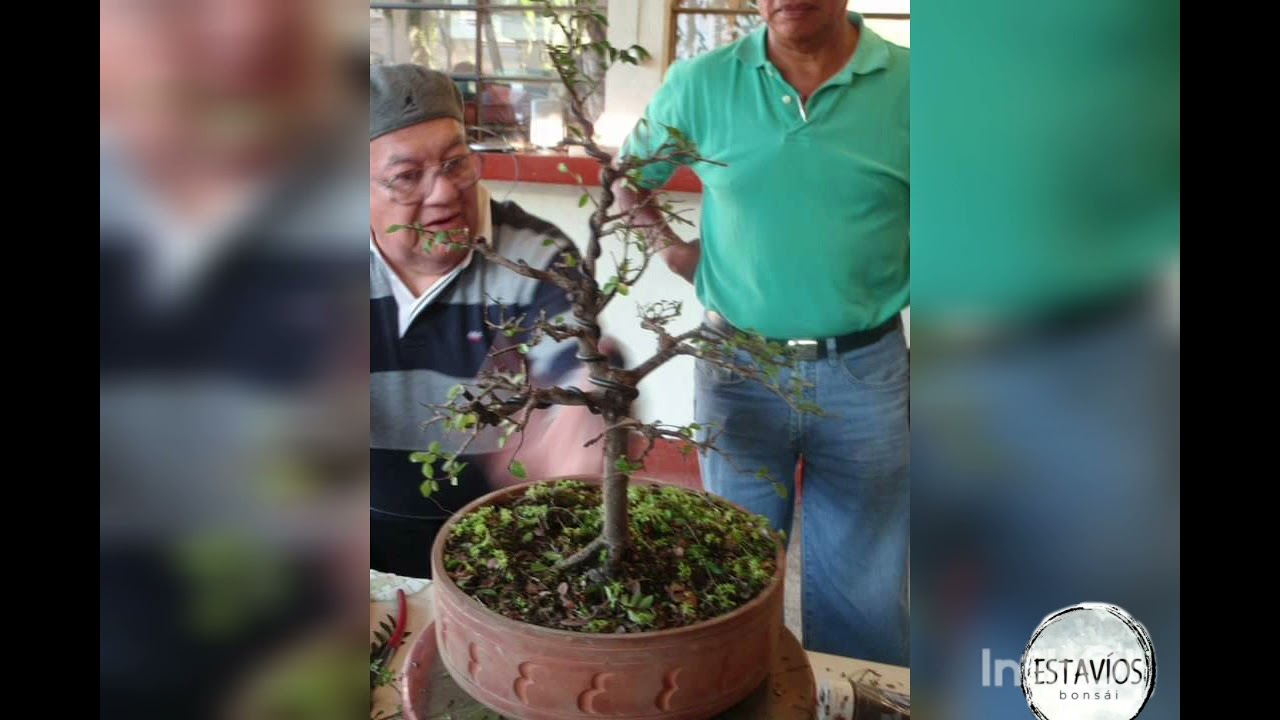 Reuniones Bons&aacute;i Guatemala | Estavios Bonsai Guate