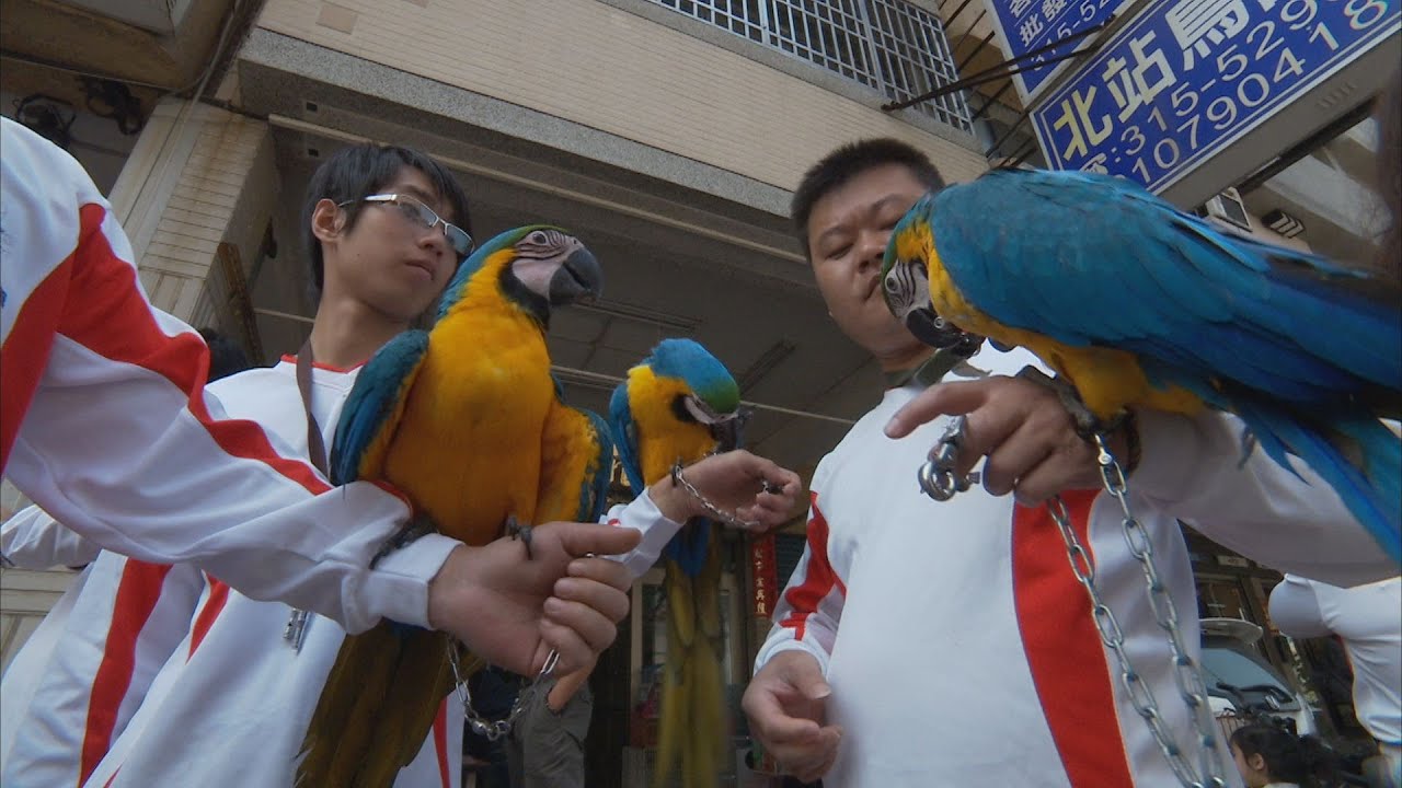 鸚鵡ID 即刻啟動｜寵物鳥登記制度上路  (公共電視 我們的島第605集 2011-05-02)