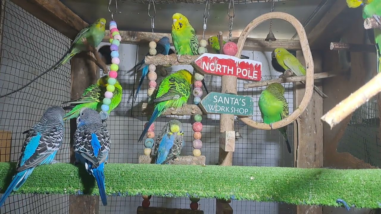 Daily Life with Parrots