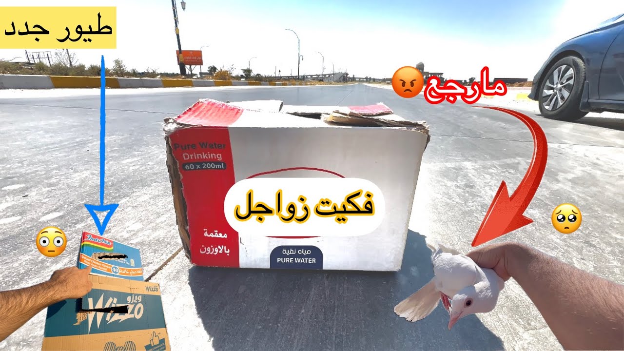 فكيت زواجل  وضاع واحد منهن 😡 اشتريت اطيور جديدة ؟؟