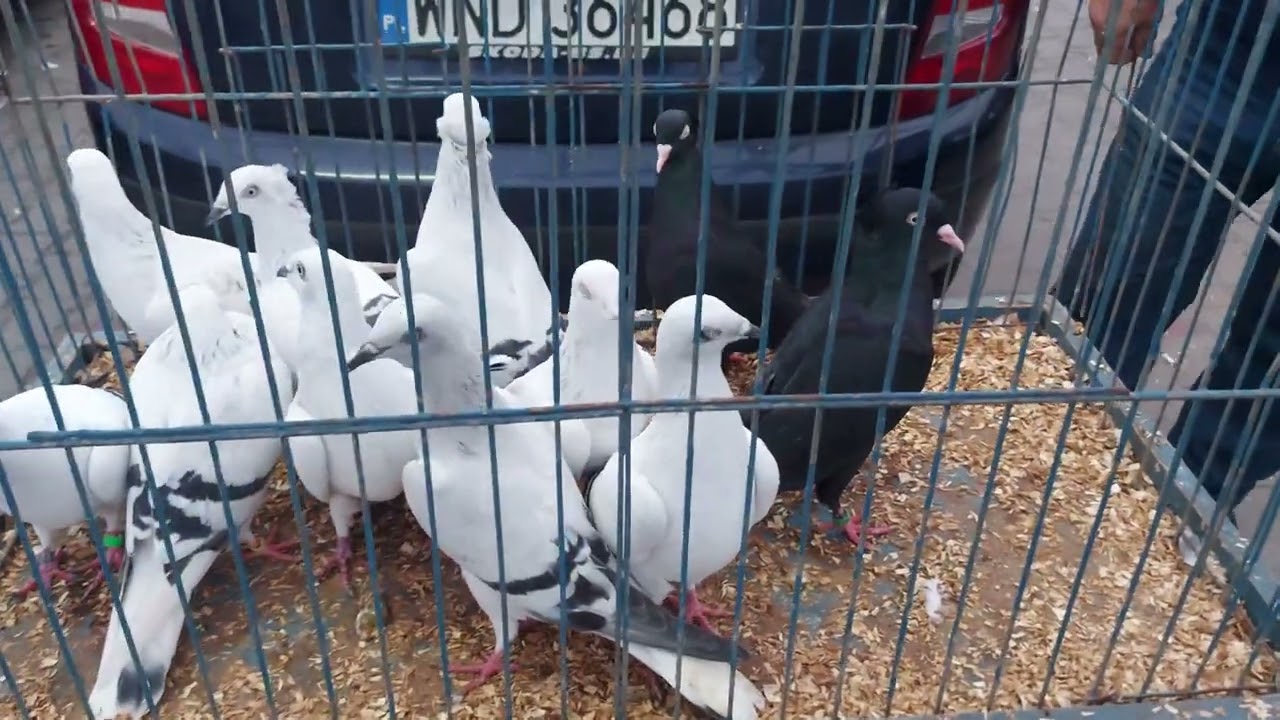 Targ rynek gołębi Nowy Dwór Mazowiecki 🫠Cześć 1 👍👌 Jest w czym wybierać 😉Zapraszam na film ❤️❤️