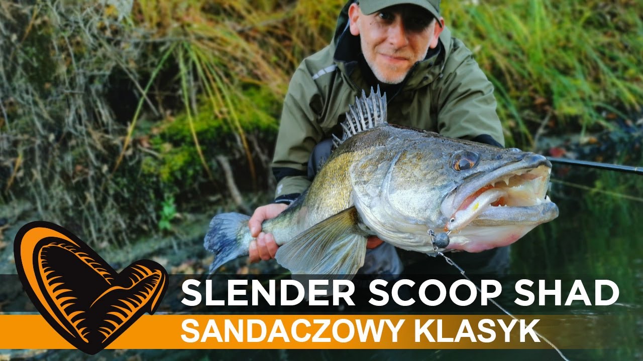 Slender Scoop Shad - sandaczowy klasyk