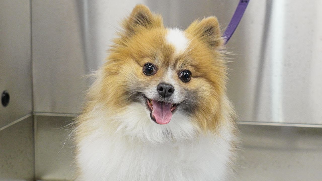 The Most Adorable Ball of Stress You've Ever Seen