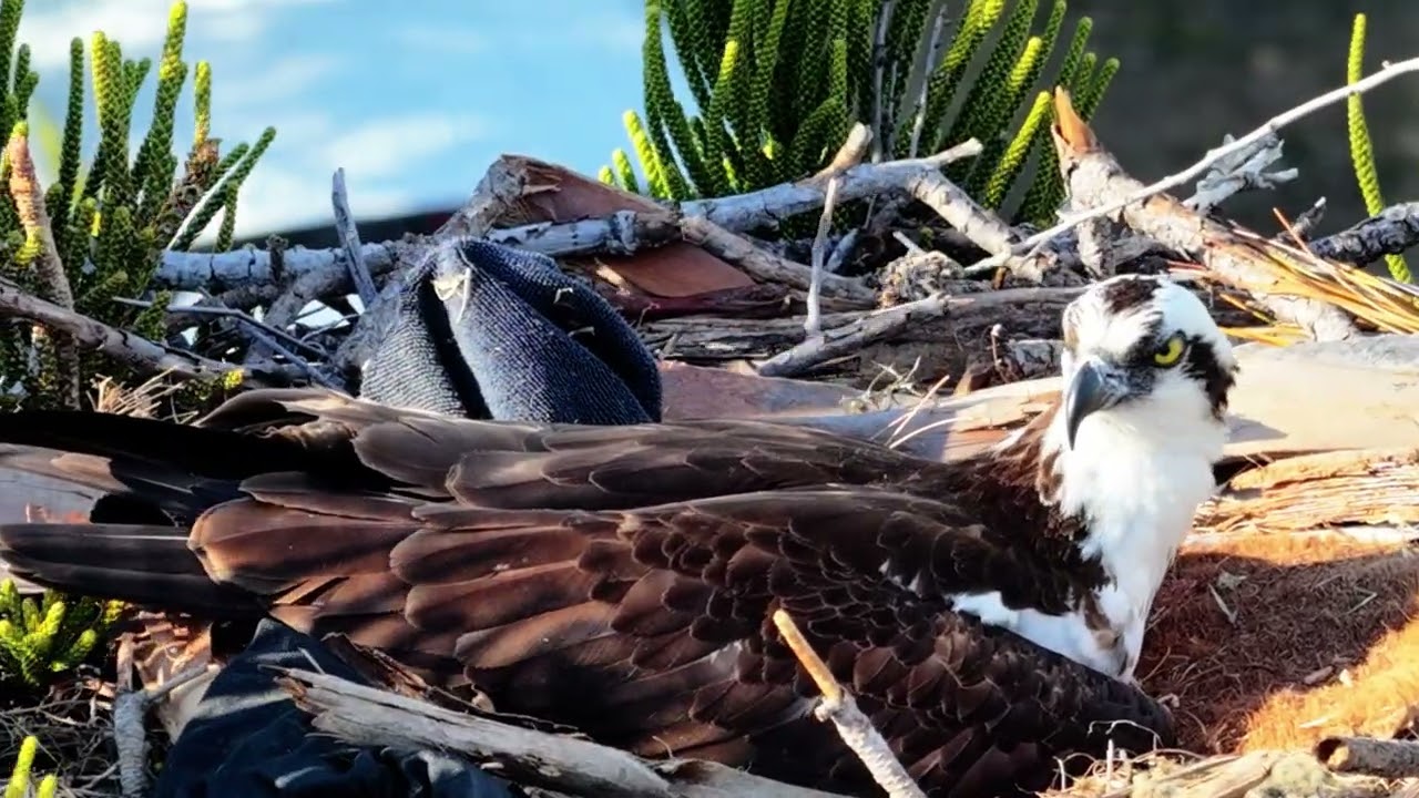 Mavic 4 Pro - Osprey Jan 2026