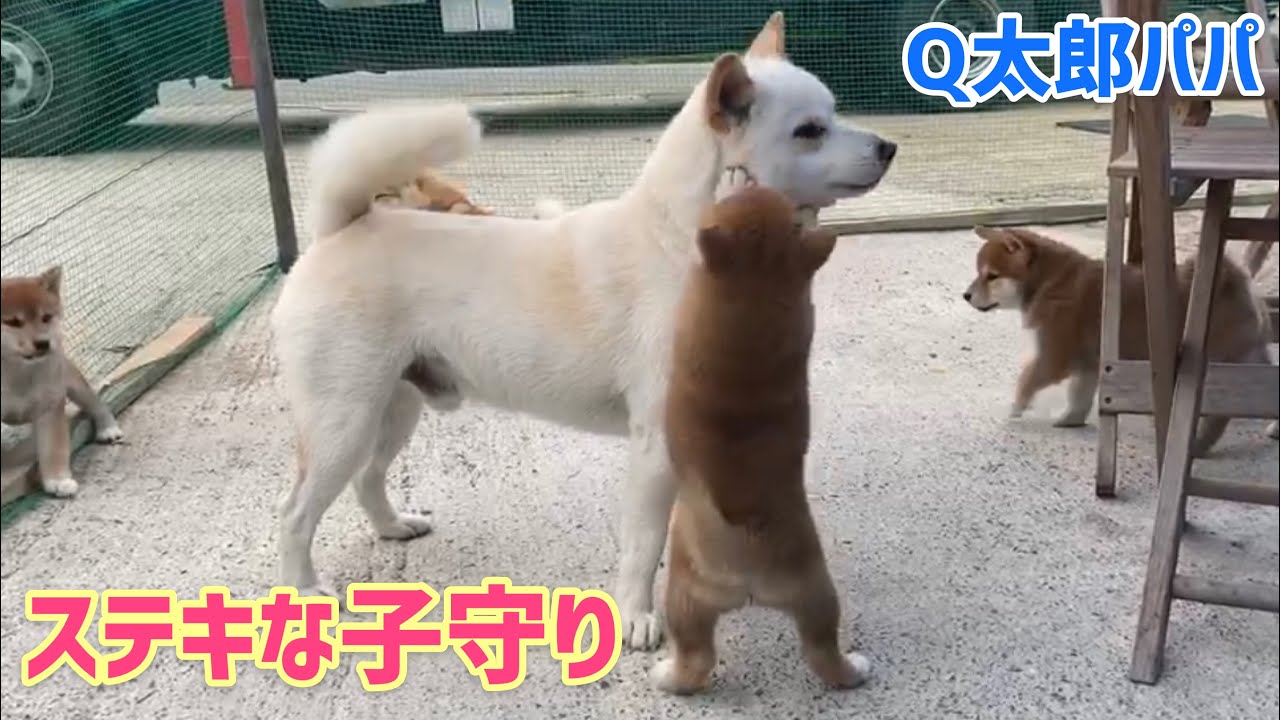 Q太郎パパのステキ過ぎる子守り‼️朝からちょっと感動したかも！
