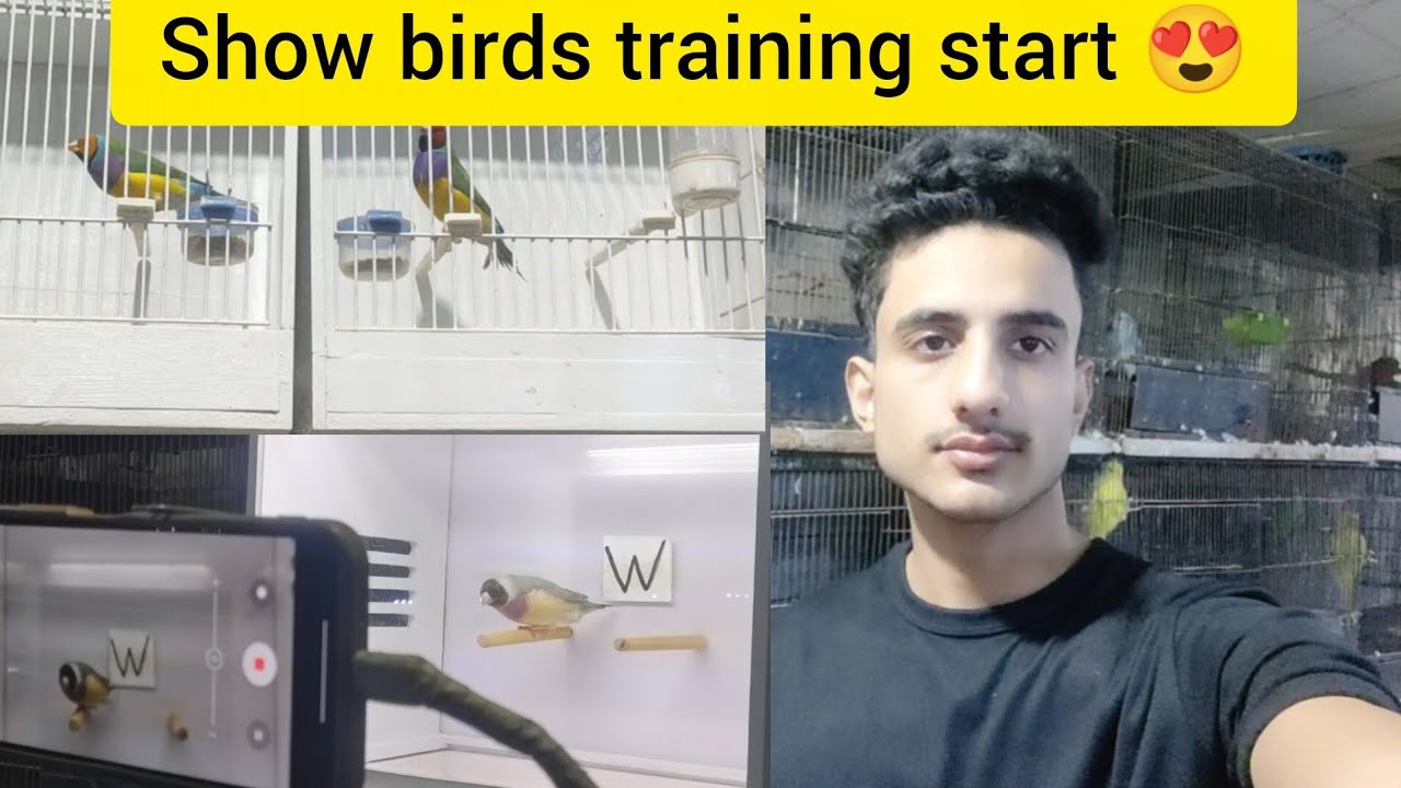ALHAMDULILLAH show birds training start 😍❤️.