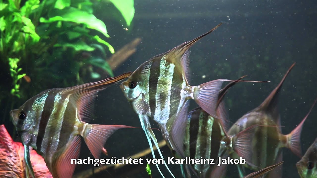 Altum Skalare Nachzuchten im neuen 250 cm Schaubecken