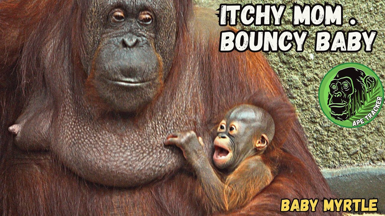 Itchy Orangutan Mom Makes Her Baby Bounce Around #babyorangutan