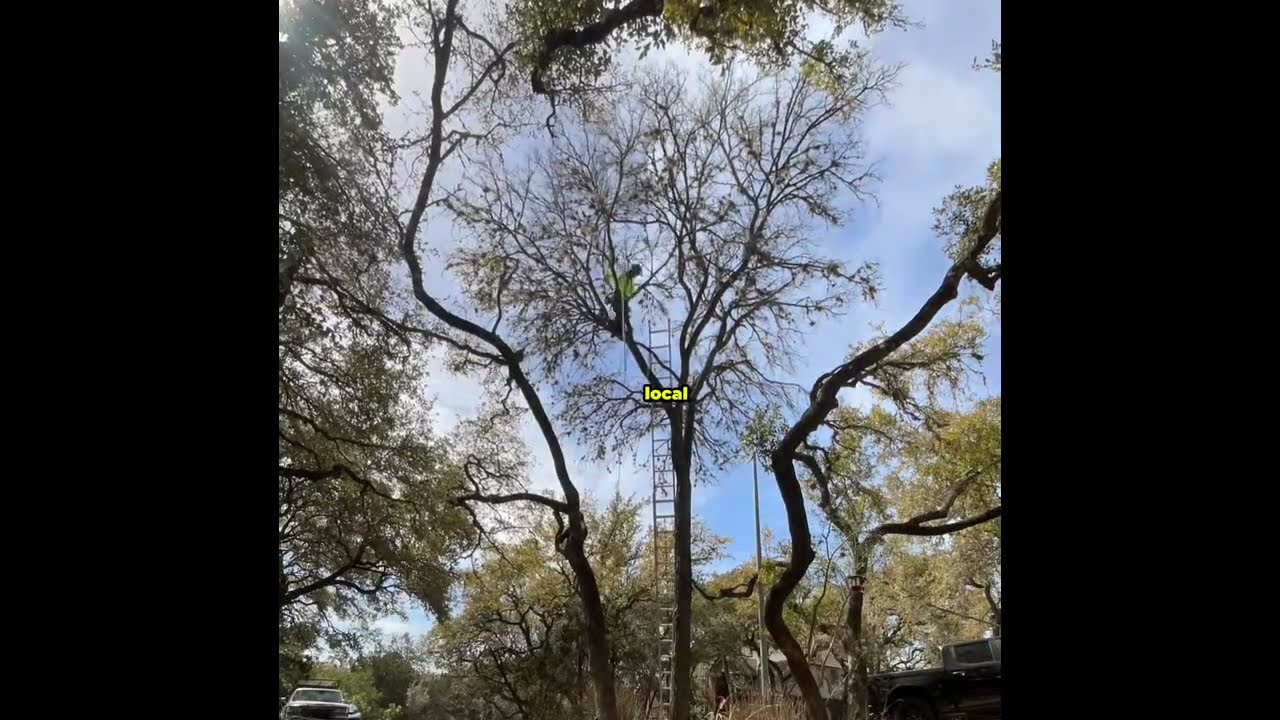 Tree demossing in #sanantonio #treeservicesnearme #arboristnearme