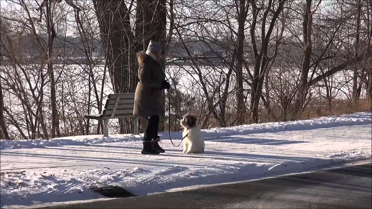 Milly (Polish Lowland Sheepdog) Obedience Training Demonstration