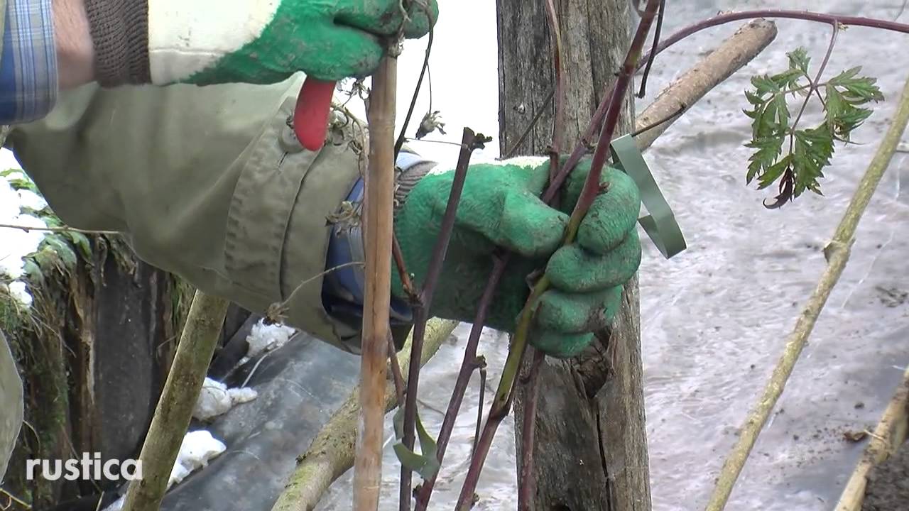Planter et palisser une ronce à fruits