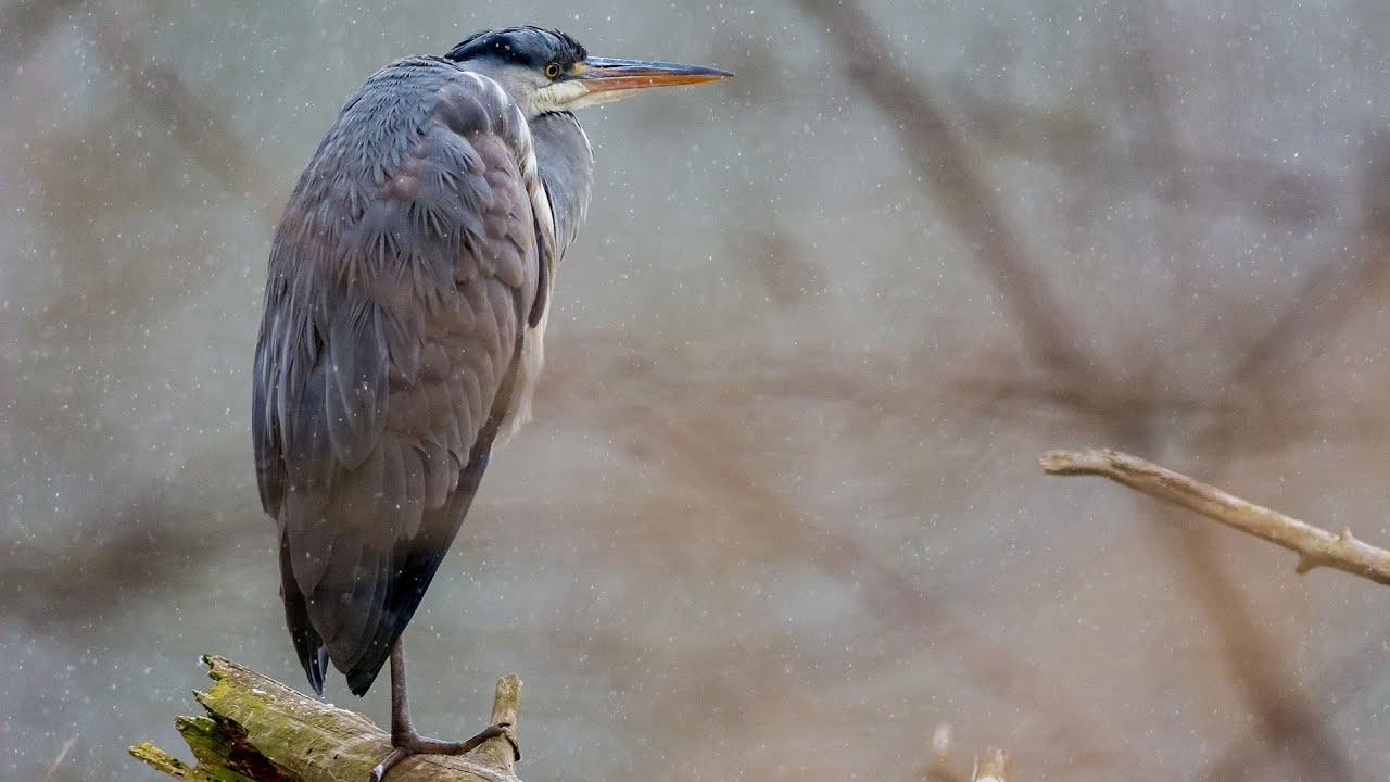 Wintergäste am Göttinger Kiessee