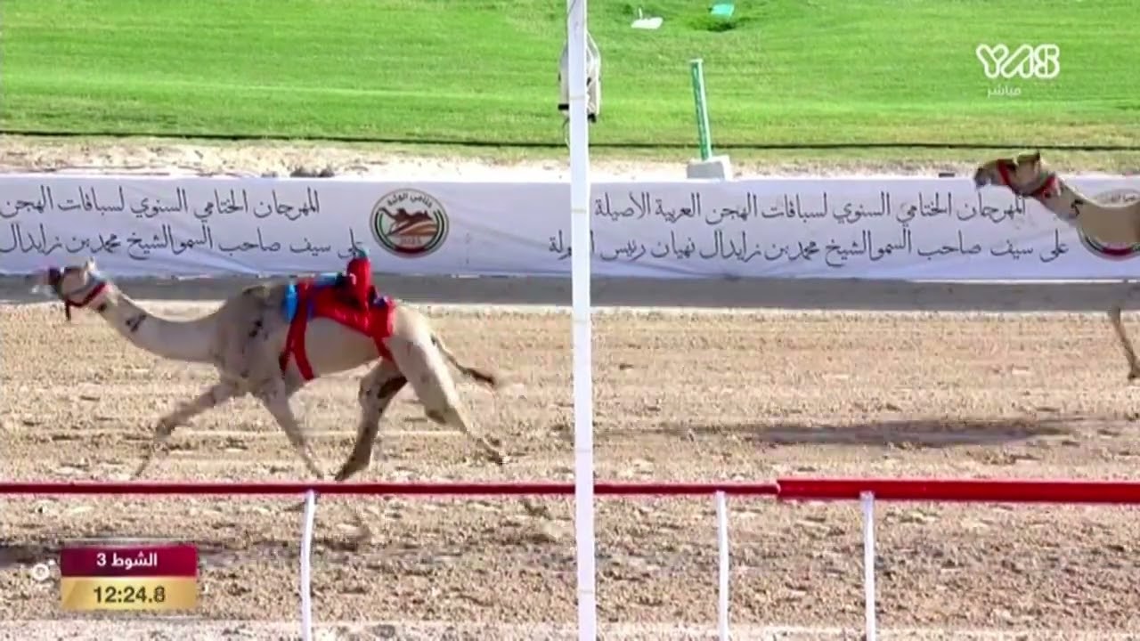 ملخص سباق الحيل والزمول لأصحاب السمو الشيوخ (مهرجان ختامي الوثبة) مساء 29-4-2023