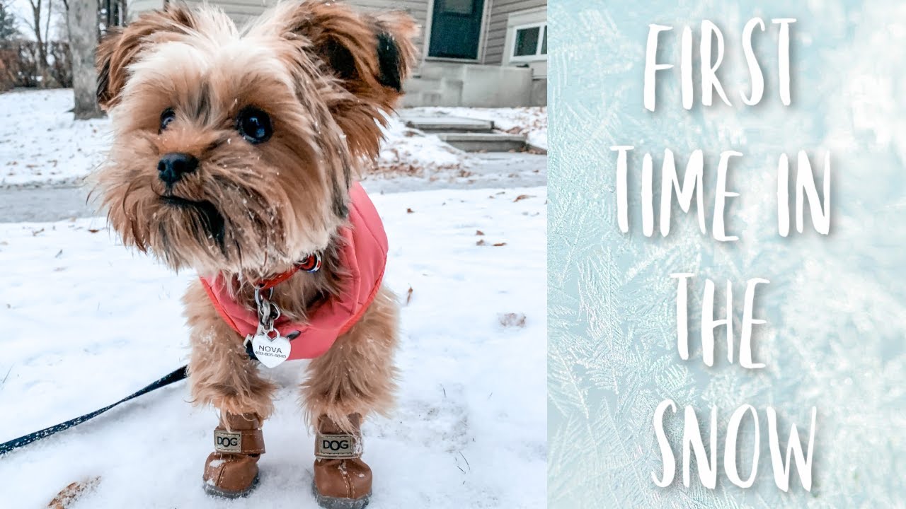VLOG: WINTER CAME EARLY | PUPPY EXPERIENCES SNOW FOR THE FIRST TIME