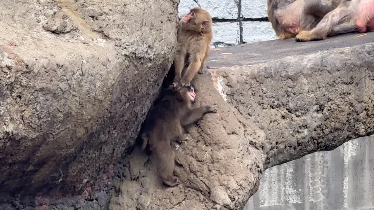 番外編 引っ張られて痛かったパンチくん！ちとやり返す【番外編】【市川市動植物園】ニホンザル
