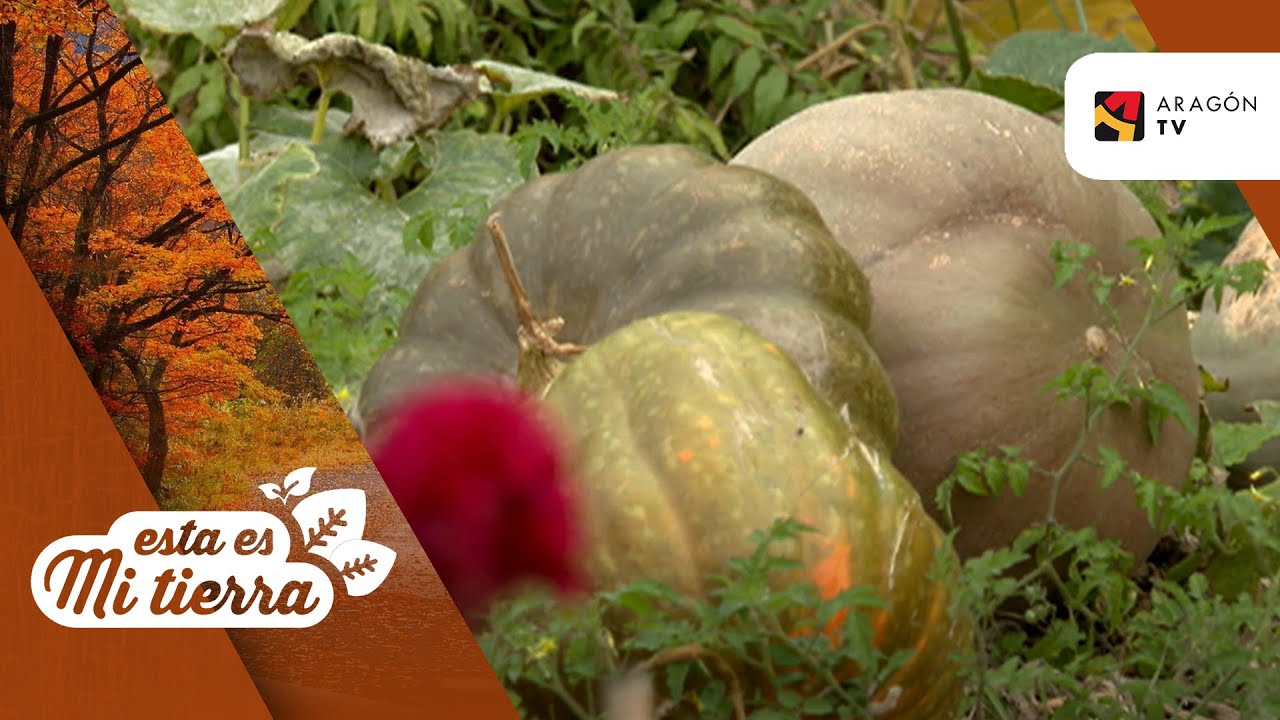 Calabazas gigantes en Pinseque
