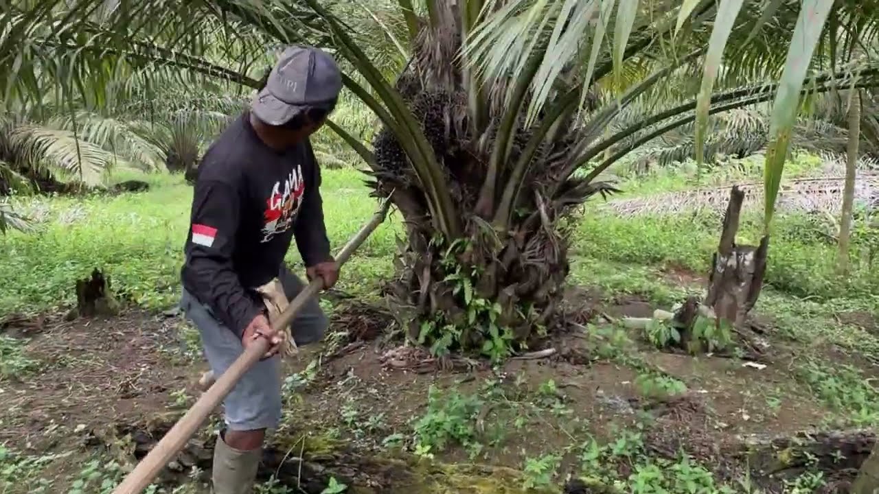 Panen sawit yangambi pokok rendah usia 4 tahun buahnya muter keliling besar-besar bikin senang