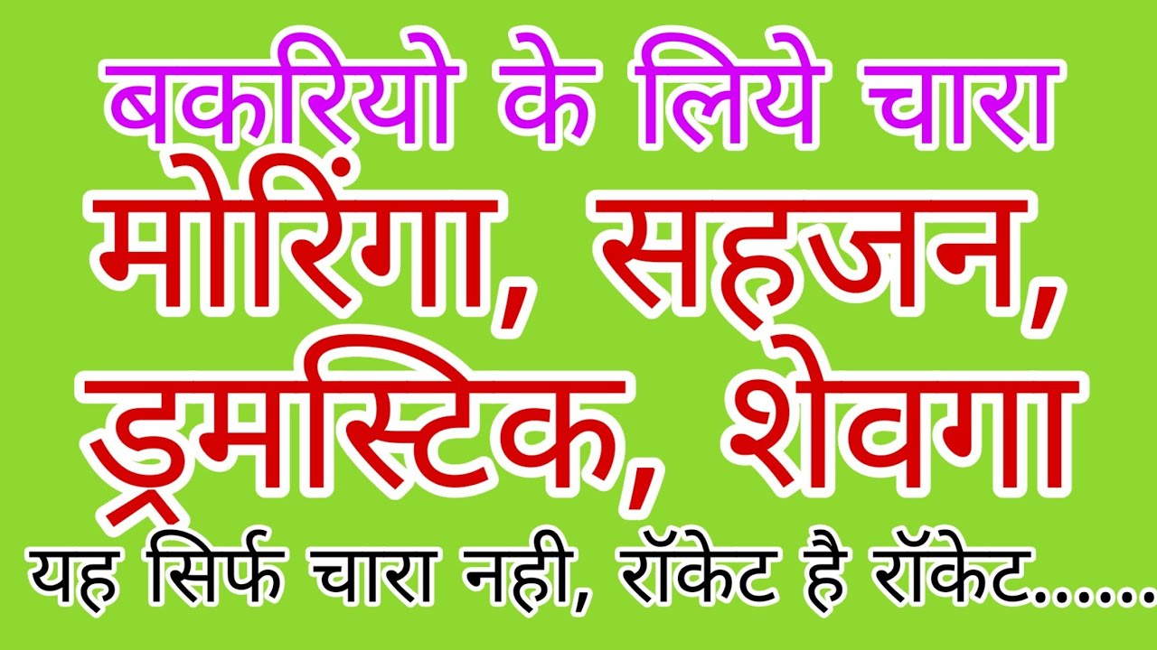 KGF - fodder for goats Moringa ( drumstick / shevga )
