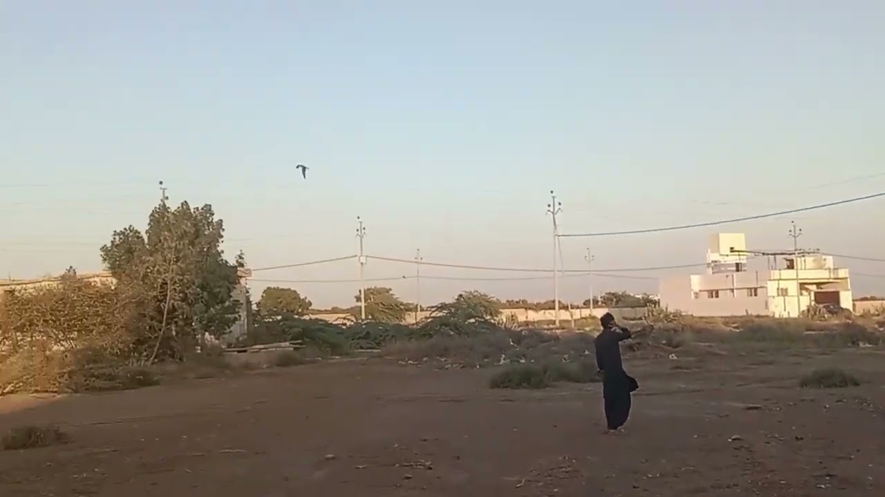 Beautiful evening with birds on 13 Dec 2025