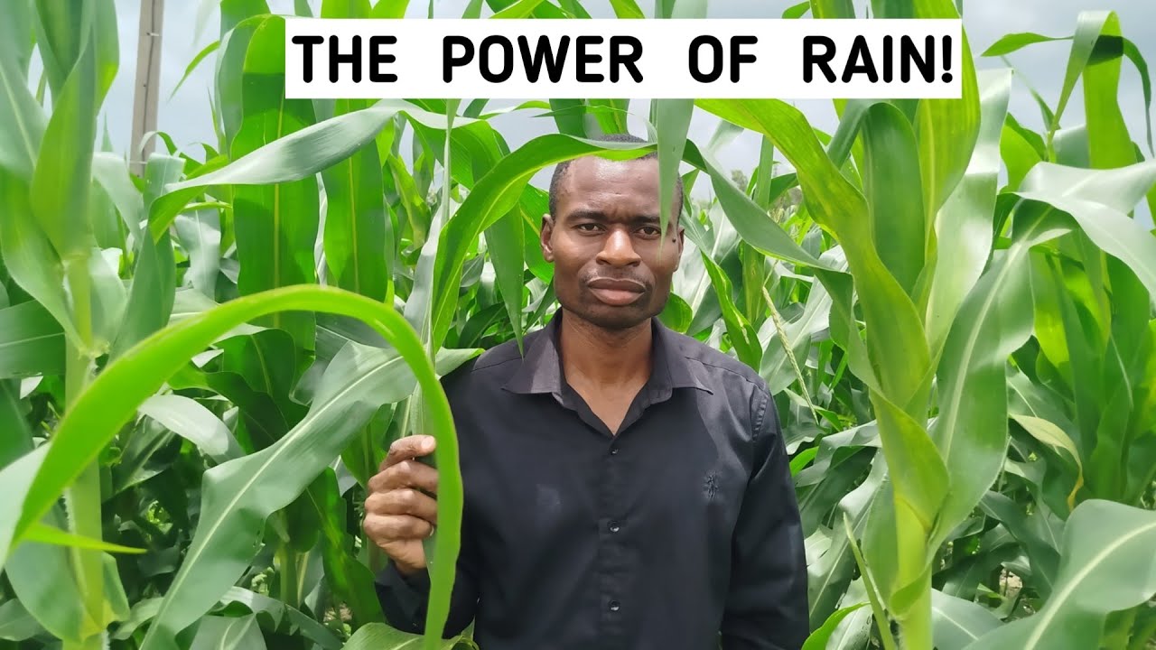 Understanding ITCZ: The Key to Rainfall in Maize Farming 