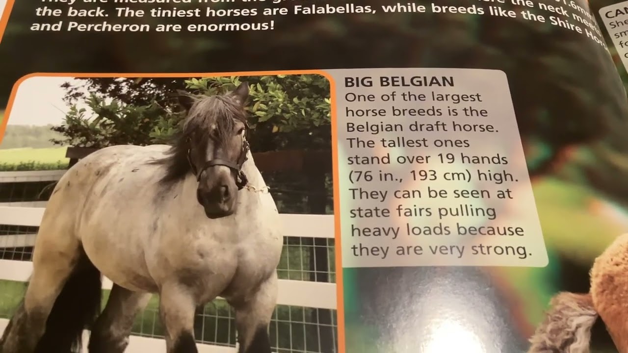 Worlds cutest horses and ponies in 3D
